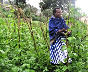 Women raise additional crops such as beans and cabbage